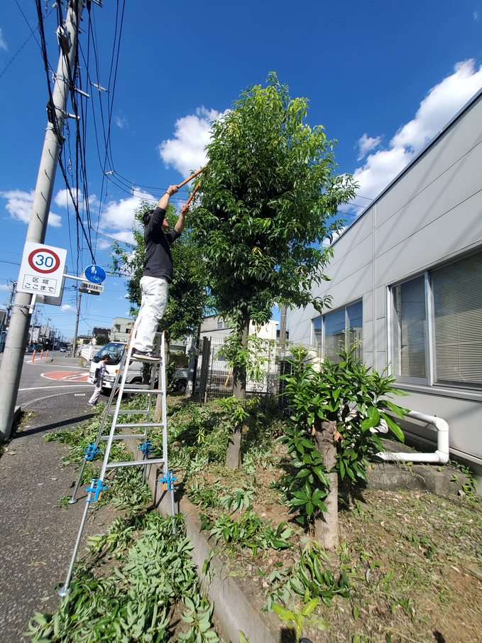 庭木の伐採　習志野市